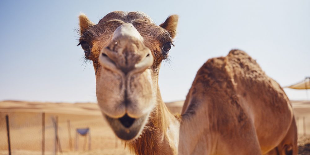 One hump or two? Camel milk coffee to be served in Glasgow coffee shop!